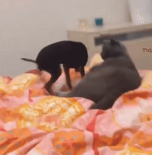 Cats