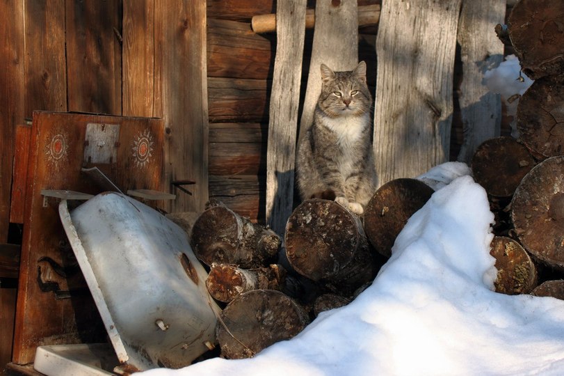 Cats