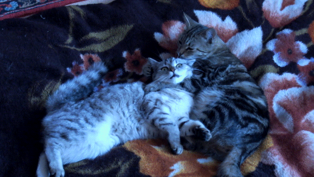 Cats