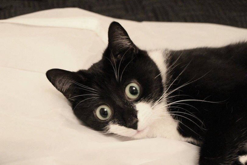 Cats