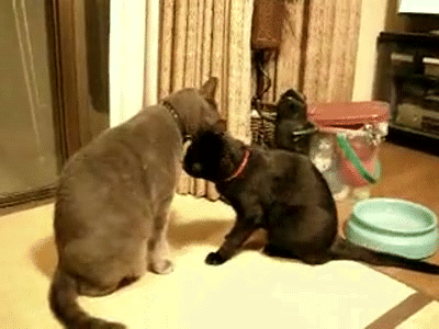 Cats