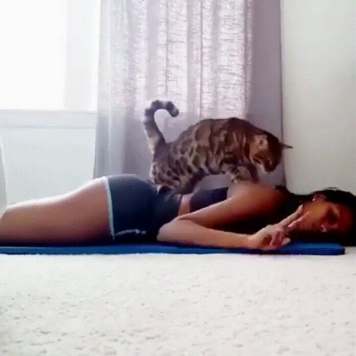 Cats