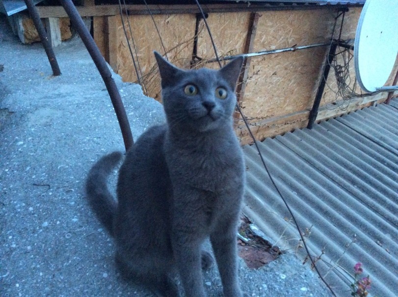 Cats