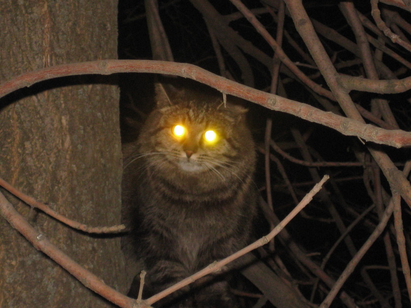 Cats