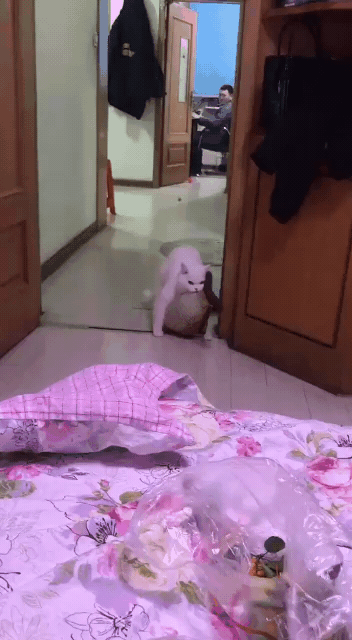 Cats