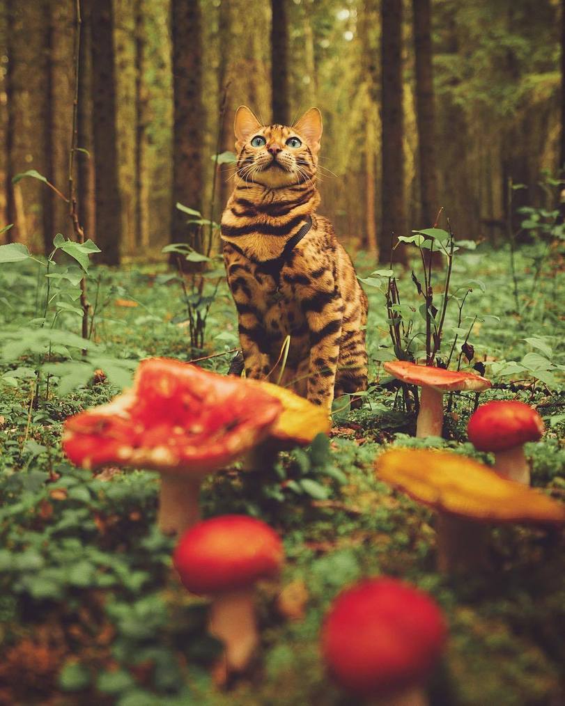 Cats
