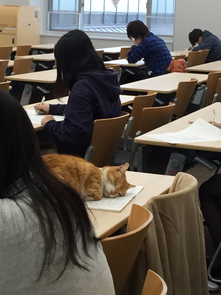 Cats