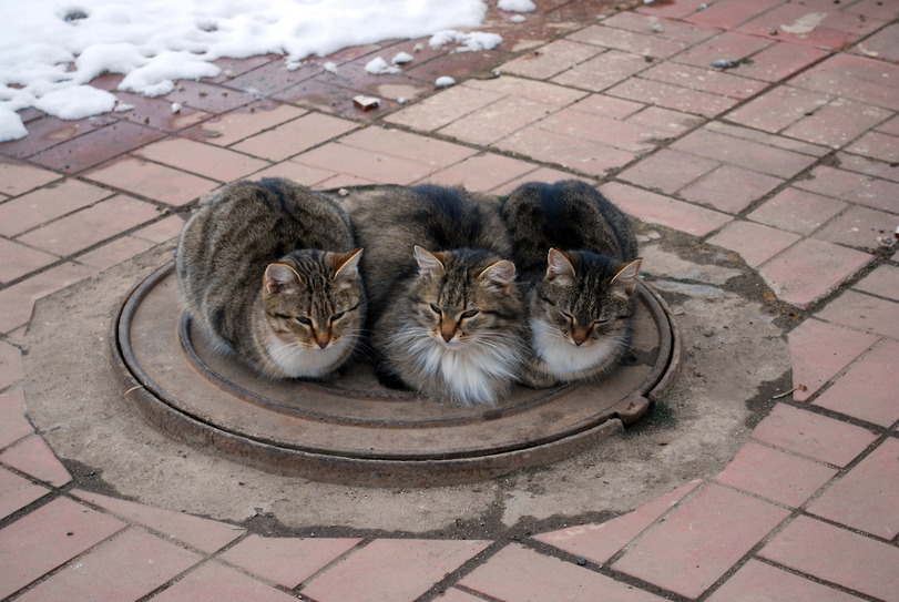 Cats