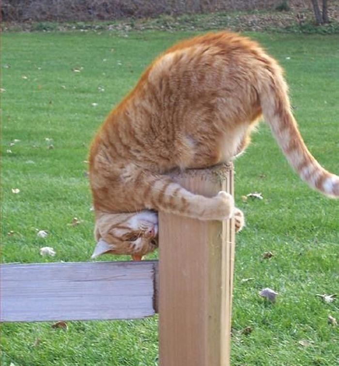 Cats
