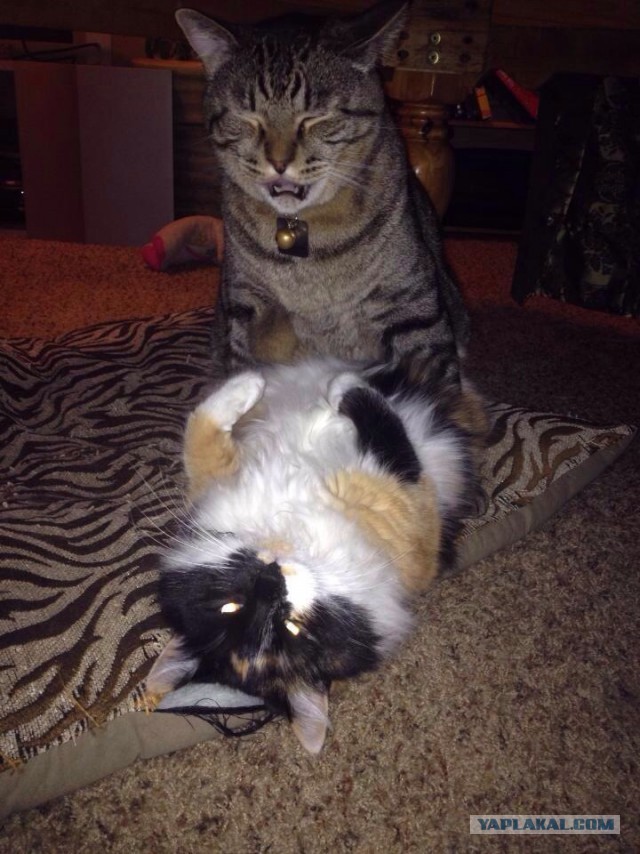 Cats