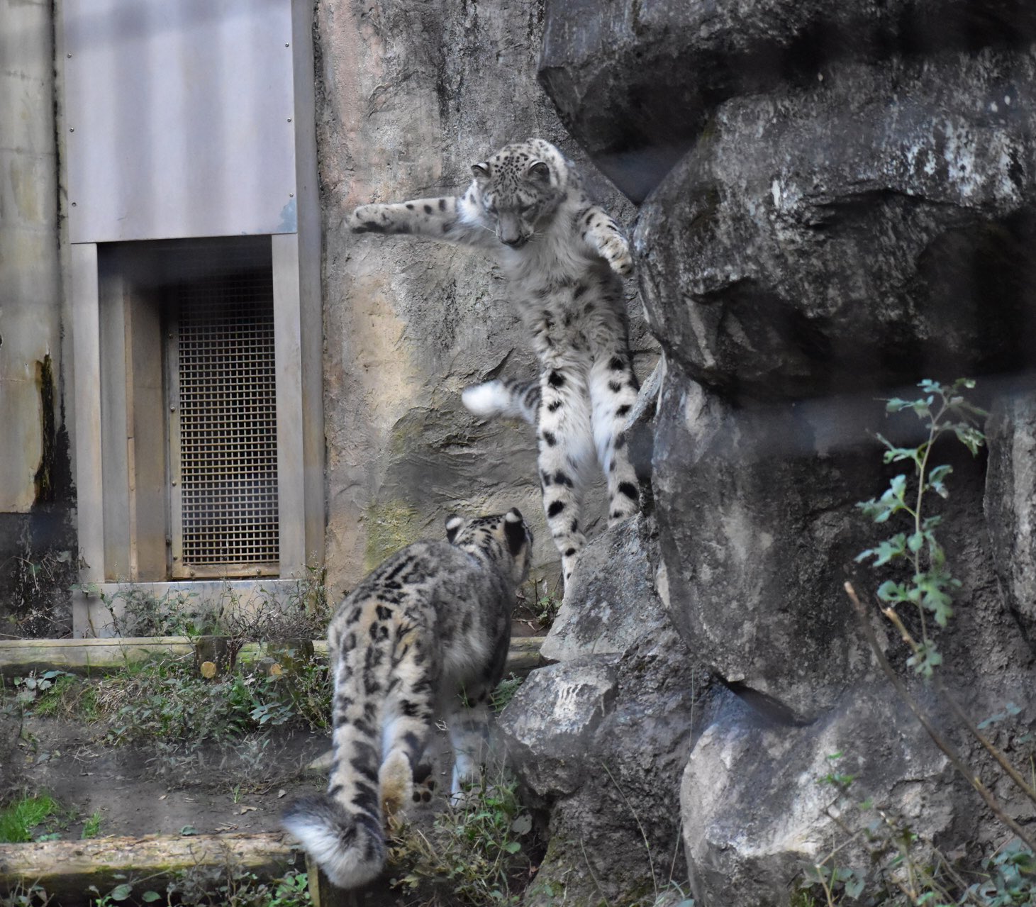 Cats