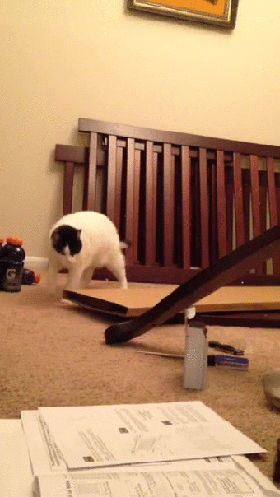 Cats