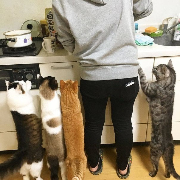 Cats