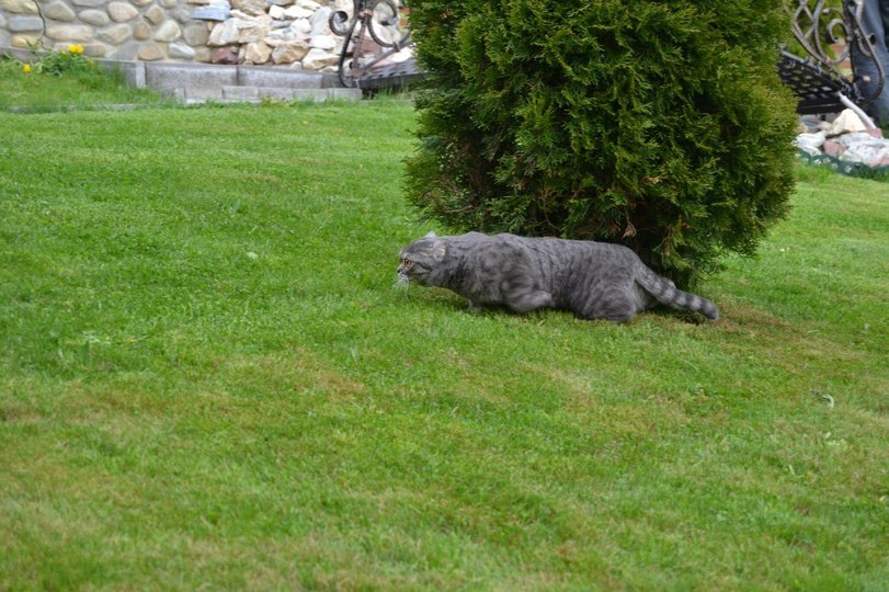 Cats