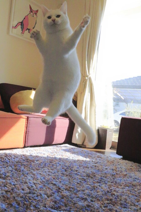 Cats