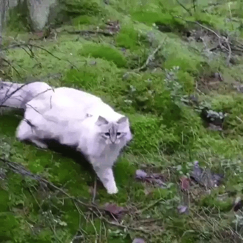 Cats