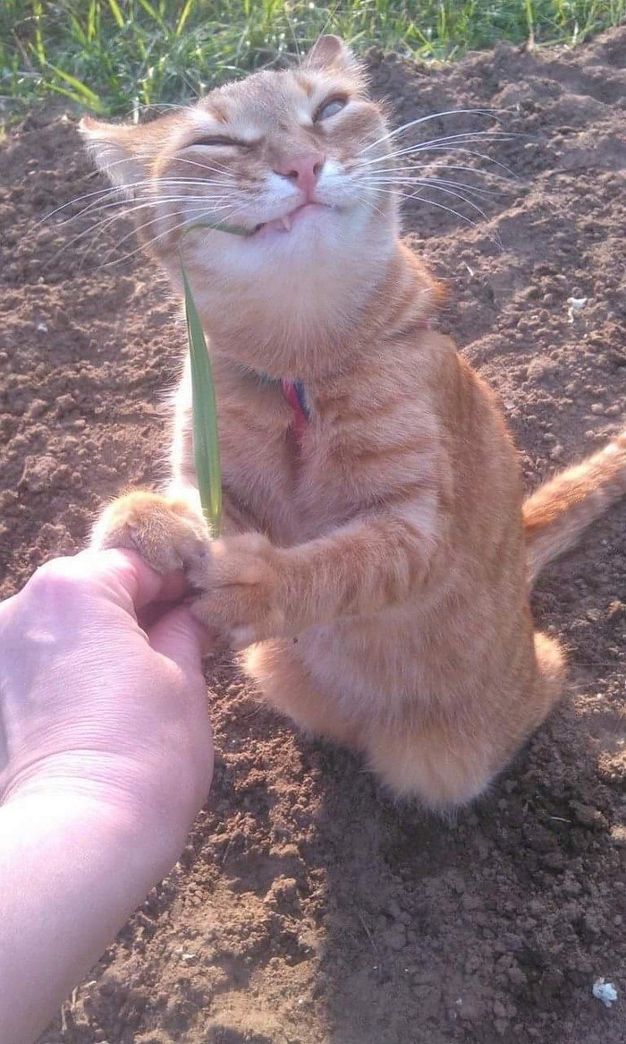 Cats