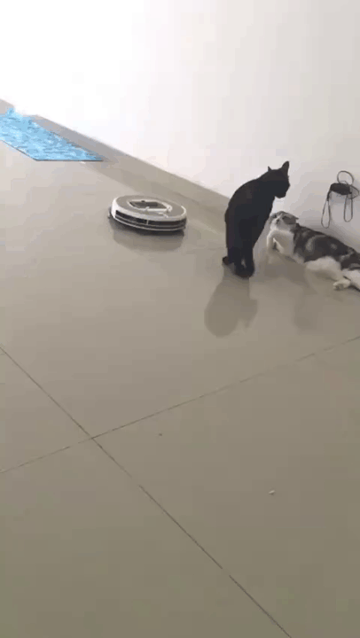 Cats