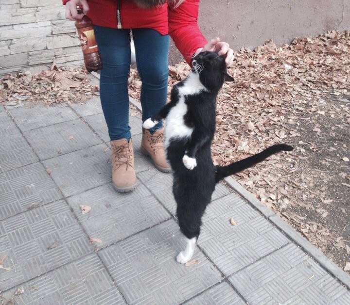 Cats
