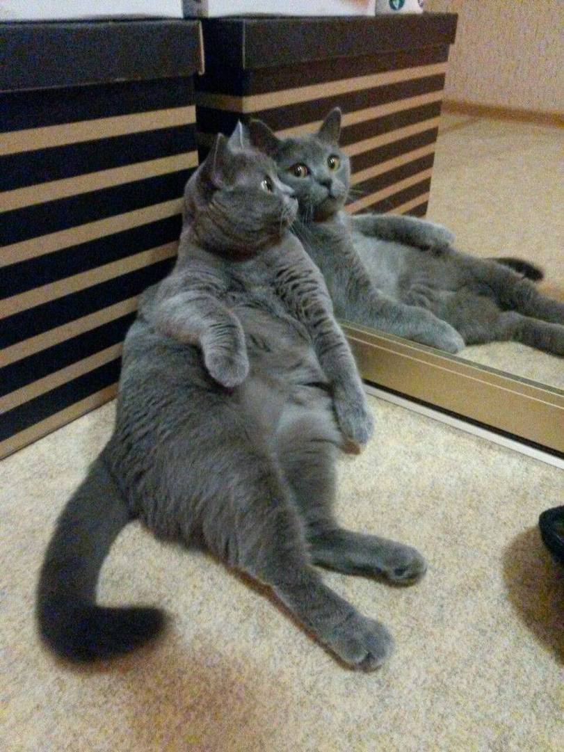 Cats