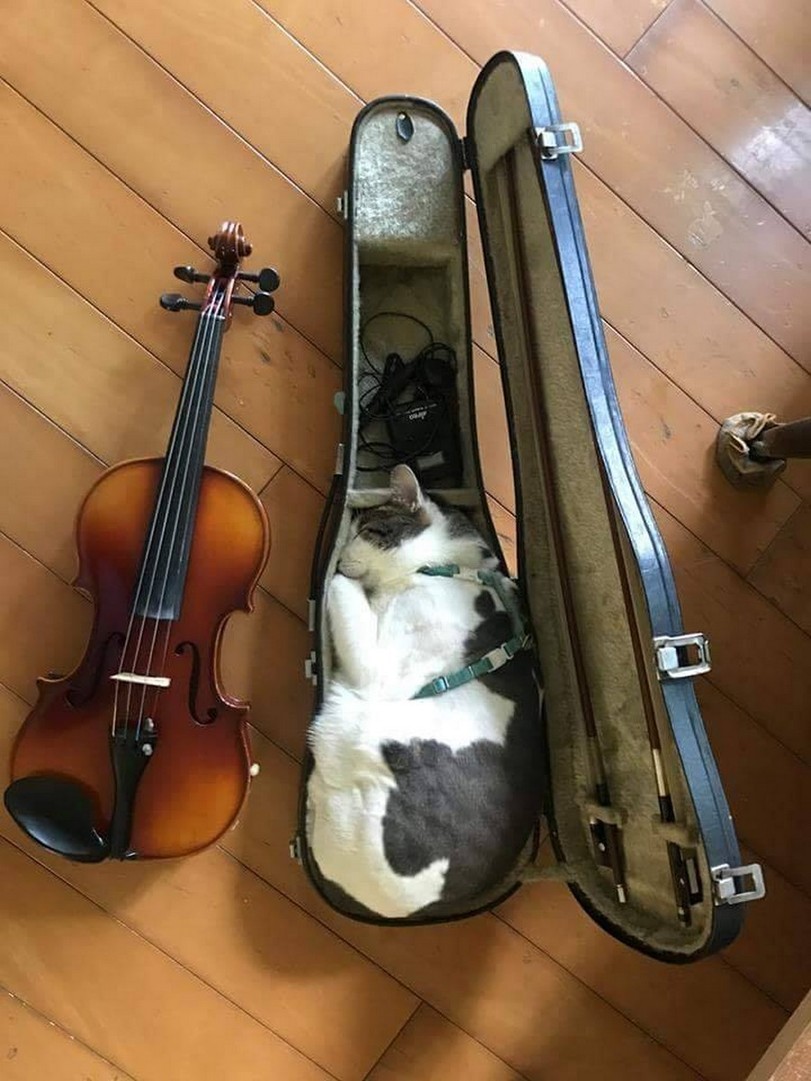 Cats
