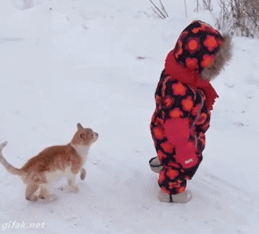 Cats