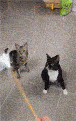Cats