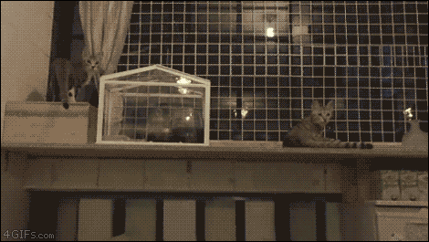 Cats