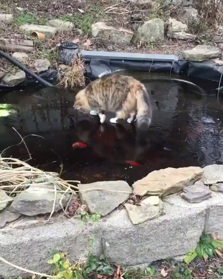 Cats