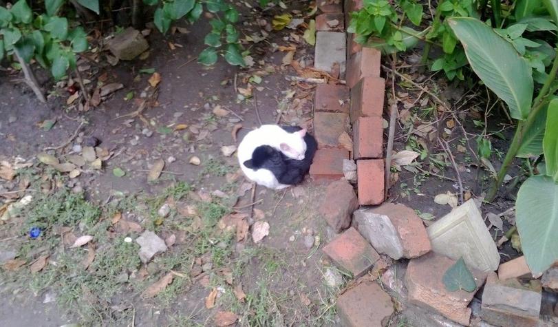 Cats