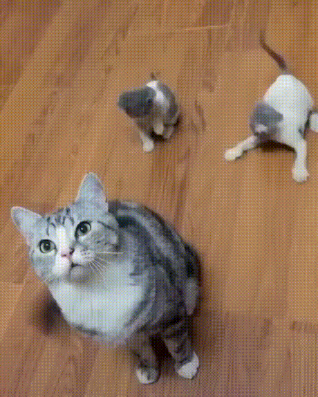 Cats