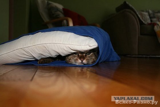 Cats