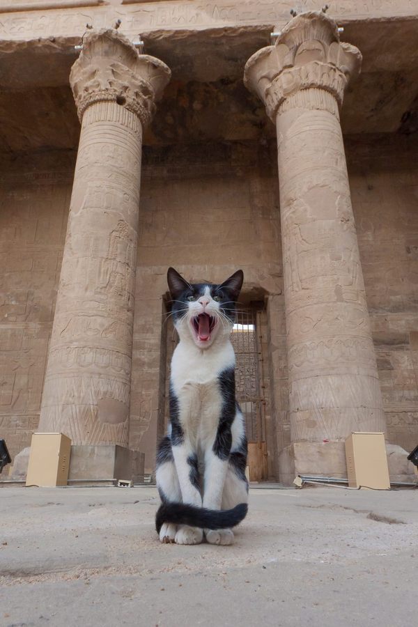 Cats