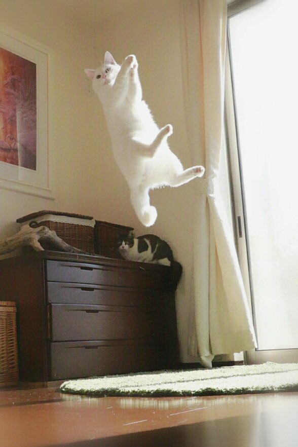 Cats