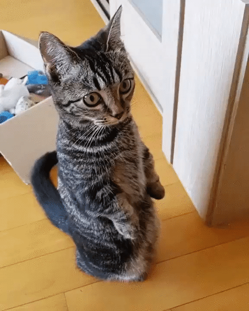 Cats