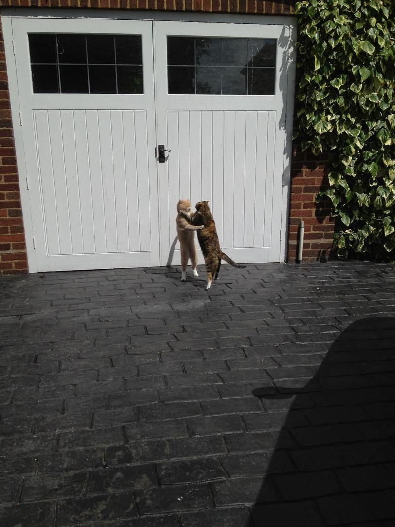 Cats