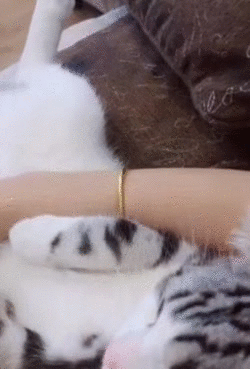 Cats