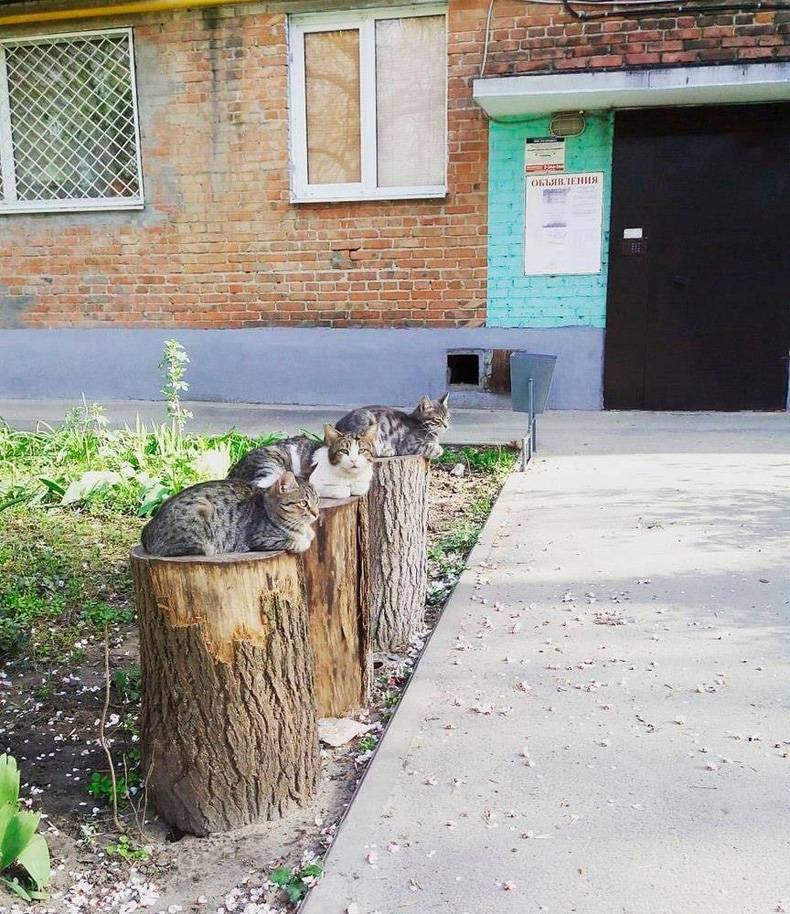 Cats