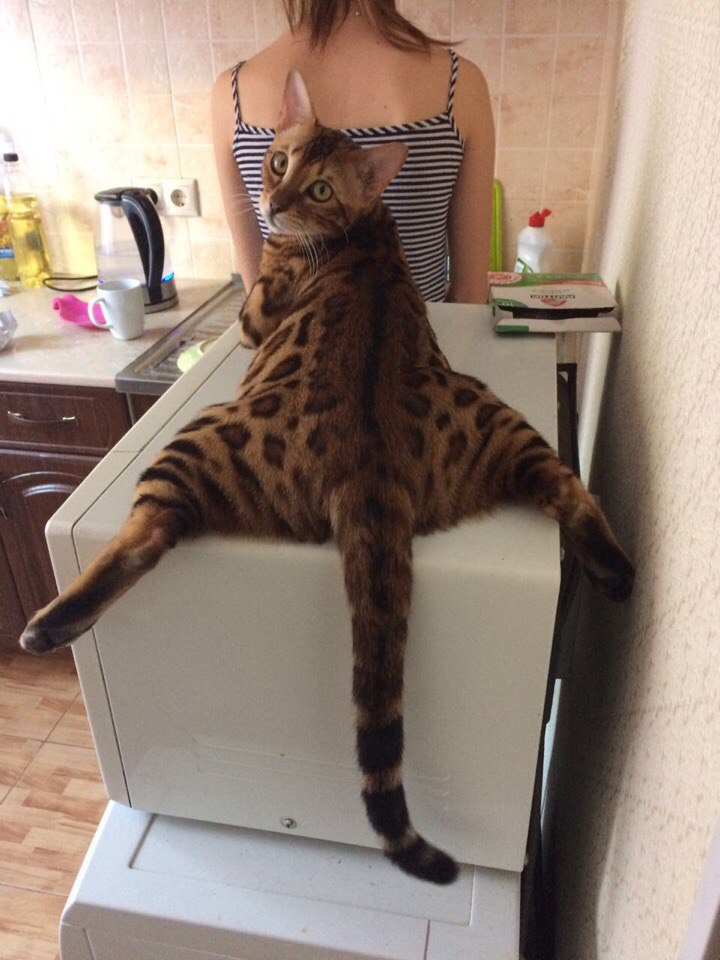 Cats