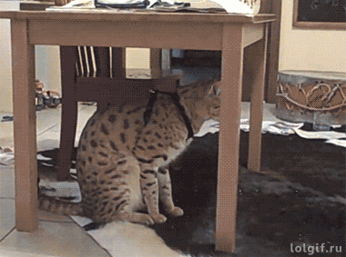 Cats