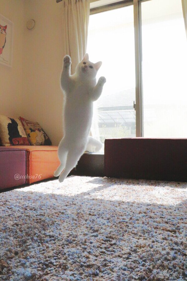 Cats