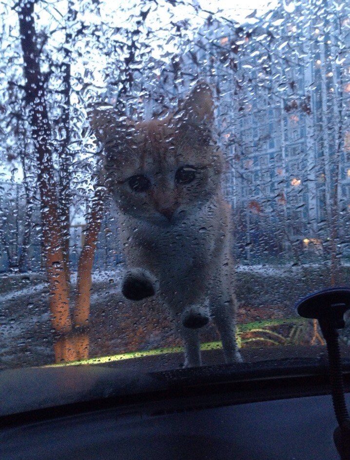 Cats