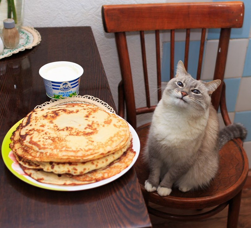 Cats