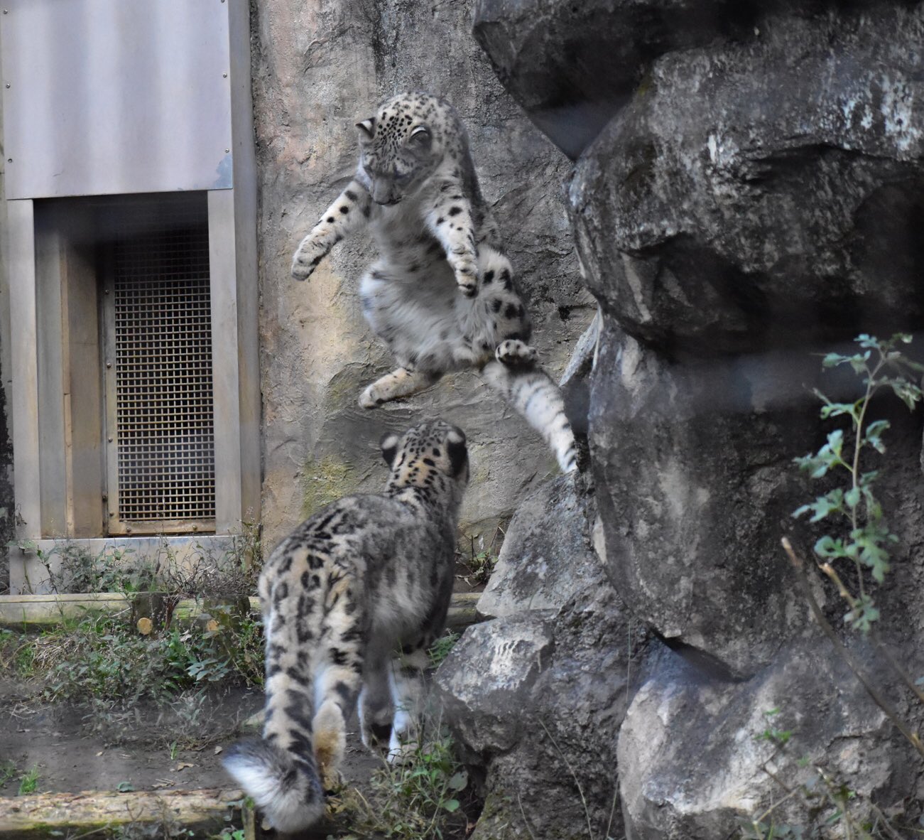 Cats