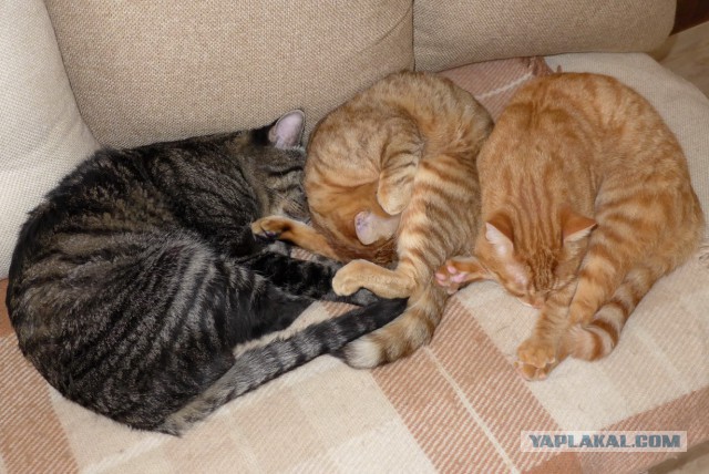 Cats