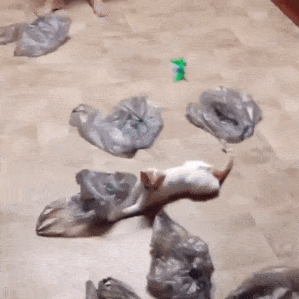 Cats