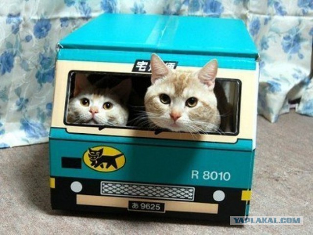 Cats