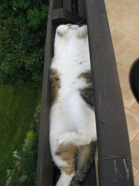 Cats
