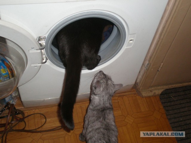 Cats