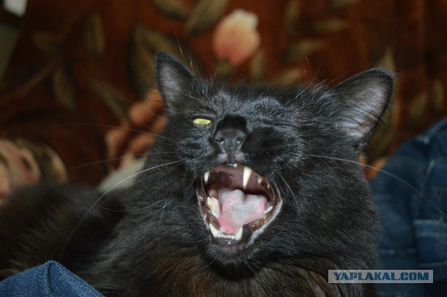 Cats